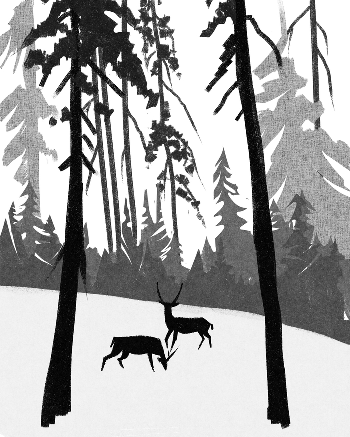 северные леса