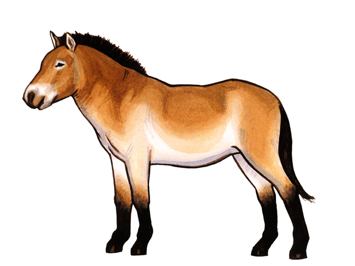 лошадь пржевальского (для детского журнала)