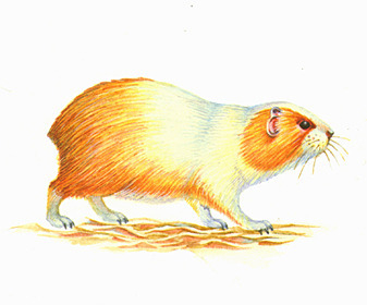 Морская свинка