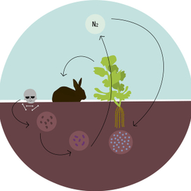 Круговорот азота