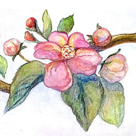 Веточка яблони