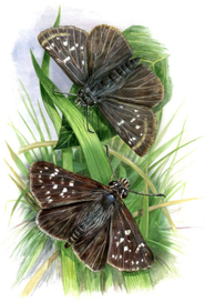 Бабочки толстоголовки ариман и ормузд