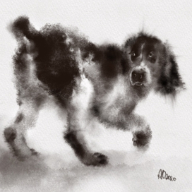 Спаниель Боня