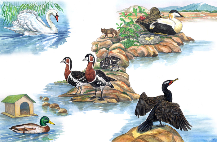 Птицы водных просторов. Фрагмент разворота