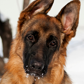 Schwalbennest Hitchcock 