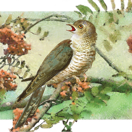 Кукушка, заставка