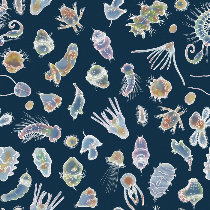 Паттерн Личинки морских безпозвоночных