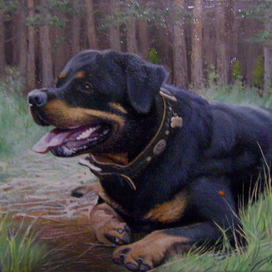 Любимая собака