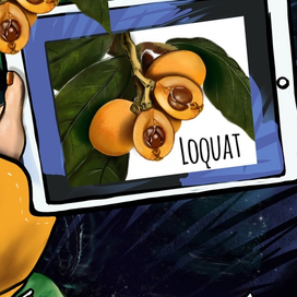 Loquat