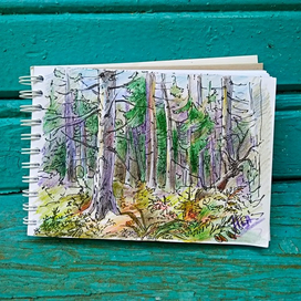 Лес в Комарово