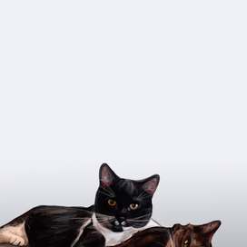 Коты на открытку