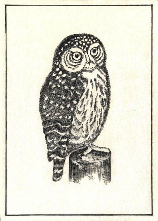 Воробьиный сычик