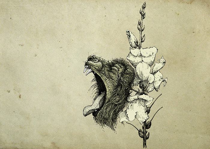 Antirrhinum (Львиный зев)