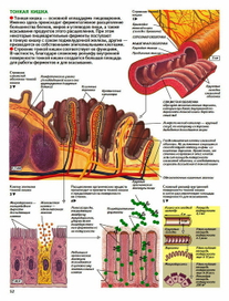анатомия человека