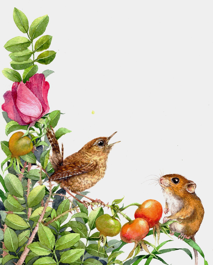 Крапивник. Маленький король всех птиц.