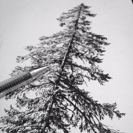 Графика Ель