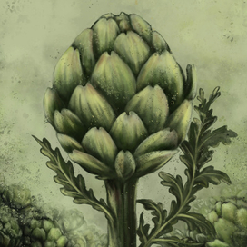 артишок
