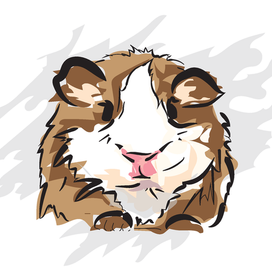 Морская свинка