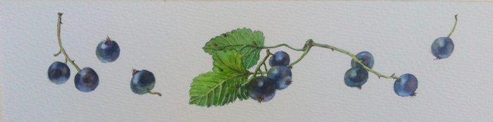 Черная смородина