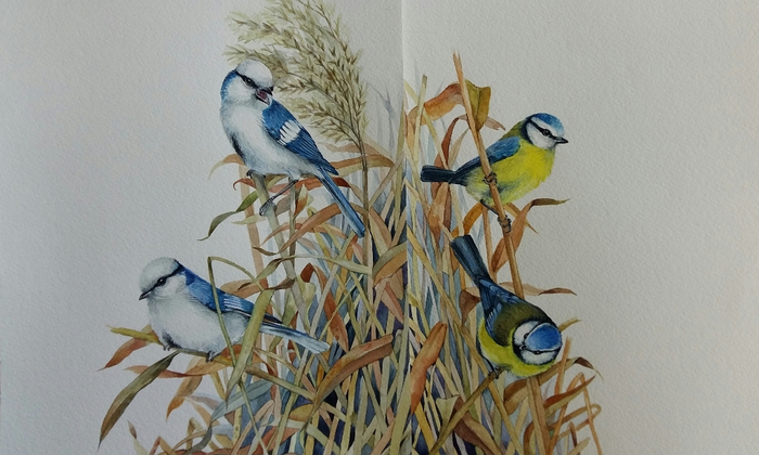 Синицы лазоревки