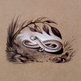 Саламандра