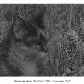 Кот Сеня (толстый и строгий)