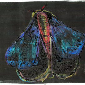 В частной коллекции (Мотылек) 