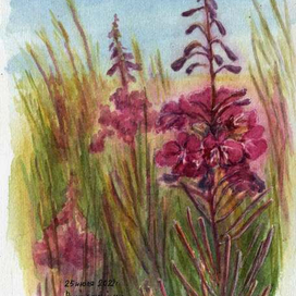 Кипрей на закате