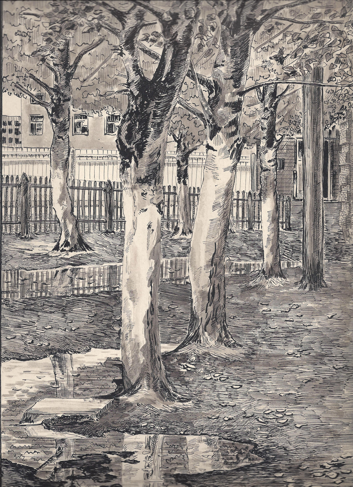 деревья во дворе