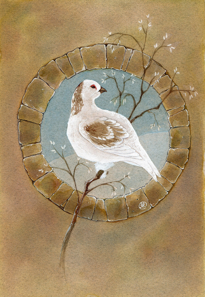 Белая куропатка