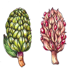 Magnolia Grandiflora