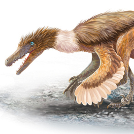 Велоцираптор