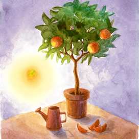Апельсиновое дерево