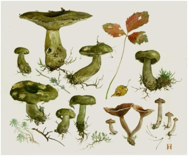 Черные грузди и горькушки