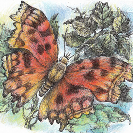 Бабочка углокрыльница затерялась в лесной глуши...