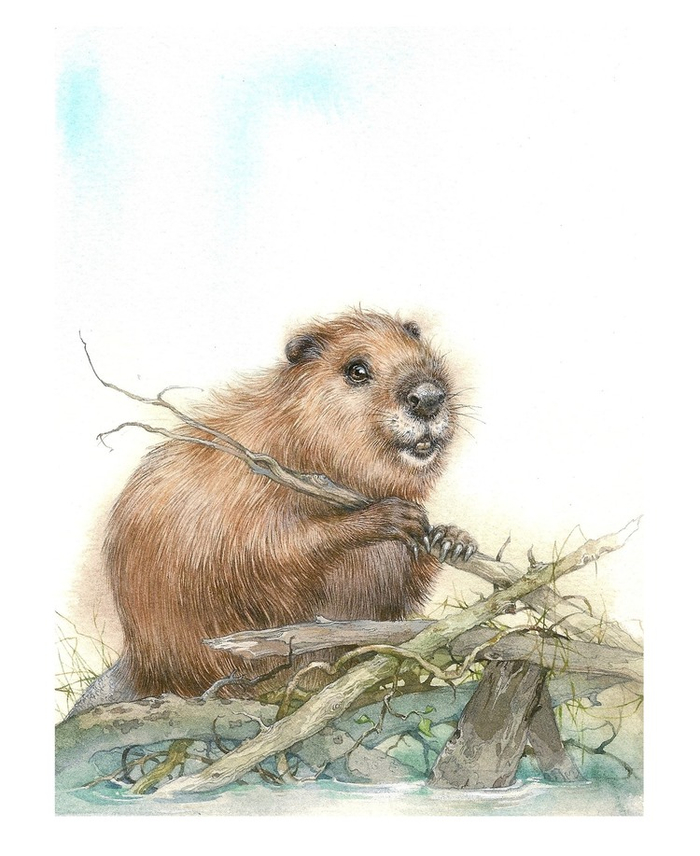 Бобр:)
