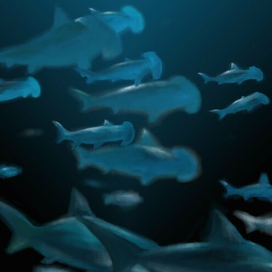 Подводные Хищники. Underwater Predators.