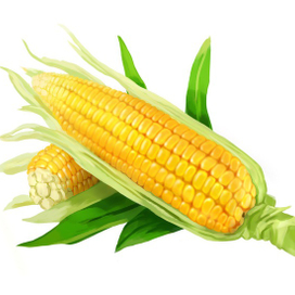 Кукуруза