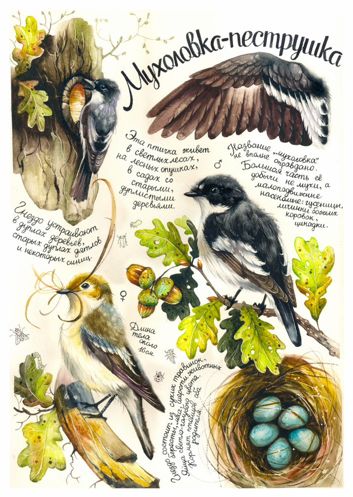 Мухоловка-пеструшка