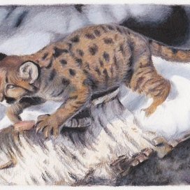 Котенок пумы