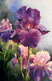 Ирисы