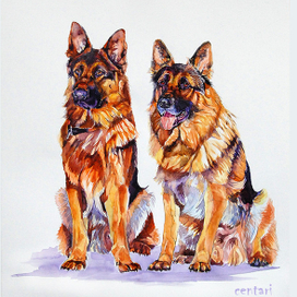 Молодой - GAUCO GELEZINIS VILKAS (Гаучо)  Взрослый - HRIS GELEZINIS VILKAS (Хрис)