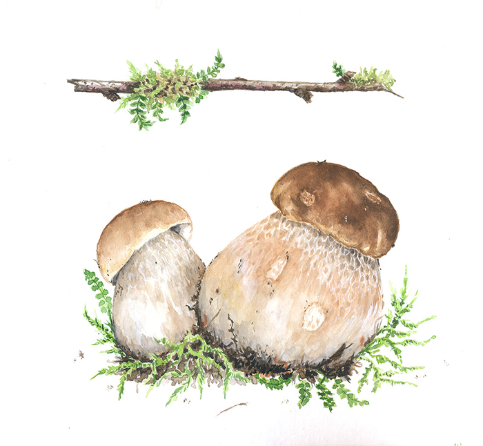 Белые грибы