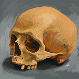 Этюд черепа