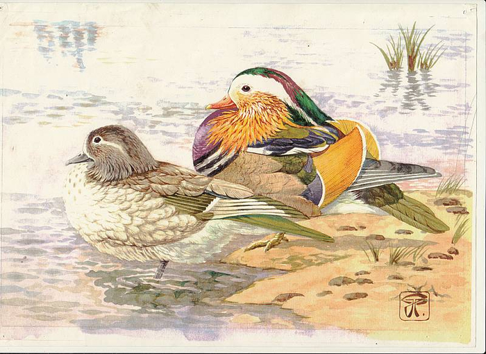 мандаринки