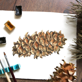 Кедровая шишка