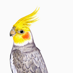 попугай-нимфа