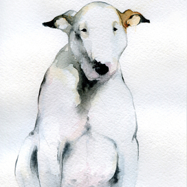 Бультерьер