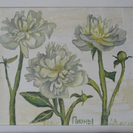 Белые пионы