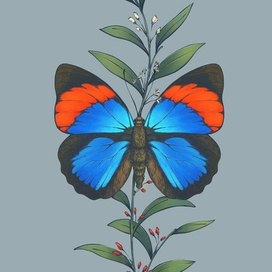Бабочка рода Агриас